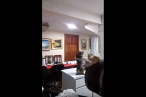 見よう見まねでキュッキュッキュッ！お皿洗いを教えると、頑張って真似する子猫が可愛すぎる！