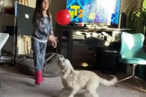 風船を落とさないワン！サッカー選手並みの華麗なリフティングを披露するワンコが話題に！