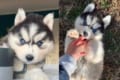 見ているだけで癒される!あどけないハスキーの赤ちゃんたちを紹介するインスタが話題に!