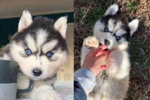 見ているだけで癒される！あどけないハスキーの赤ちゃんたちを紹介するインスタが話題に！