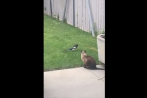 猫のしっぽが気になって後をつける鳥。気づかれては知らんぷりを繰り返す様子がまるでコント！