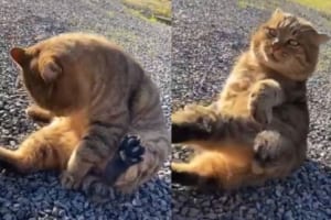 太りすぎちゃって毛づくろいができず、コロンコロン転がっちゃうニャンコがにゃんとも可愛い！