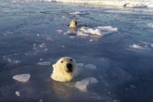 【希少映像】ドローンが気になって仕方ない！シロクマが海氷を割りながら追いかけてくる！