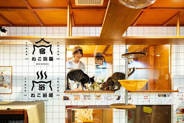 世界初!保護猫たちに眺められながら一夜を明かすホテル『ねこ浴場&ねこ旅籠』がオープン!
