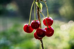 さくらんぼは桜の実って本当？桜とサクランボの違いも紹介！