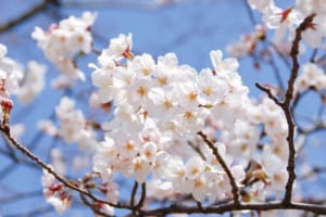 花見の定番「ソメイヨシノ」の花言葉を知っていますか？花見話せるソメイヨシノ雑学