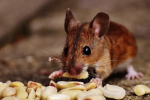 げっ歯類って何？実は地球上で最も繁栄している哺乳類なんです！