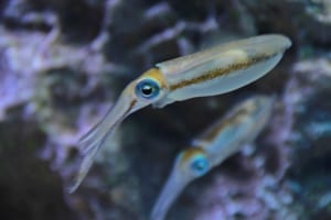 イカの目は人の目と構造が似ていてハイスペック！でも目から得た情報を処理する程の脳はない？