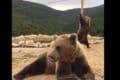 お尻をかく姿がまるでポールダンスみたい!セクシーすぎるクマが面白い