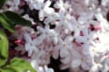 「ジャスミン（茉莉花）」の花言葉は？その魅惑的な甘い香りからセクシーなものも！！