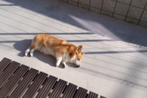 目指すは、こんがりきつね色！日向ぼっこでしっかり両側を焼くコーギーが可愛い