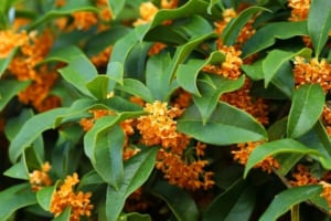 秋を代表する花「金木犀（キンモクセイ）」の花言葉は？その由来は芳しい香りや花の散り方から！！