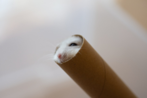 「狭いとこ大好き♪」紙管の中に入って出てくるハムスターがめちゃくちゃ可愛い