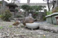スズメに突っつかれたキジバトの逃げ方が可愛い、そしてスズメは強かった!