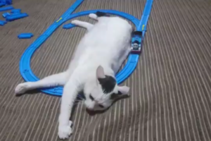 まるでマッサージ機(笑) ニャンコがオモチャのレールの上に寝っ転がってたら･･･