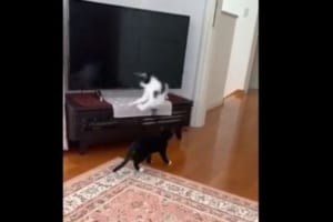 まるでカンガルー！？藤あや子さんのニャンコがものすごいジャンプ力だった！