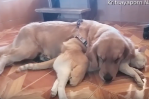 あら仲良しさん♪ワンコがニャンコを抱きしめるように添い寝する姿が微笑ましい