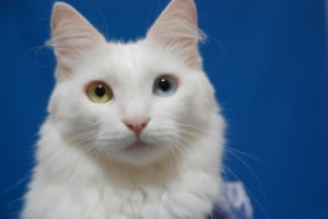惹きつけられる猫の瞳「オッドアイ」とは？左右の瞳の色が異なる理由と生活リスクを解説