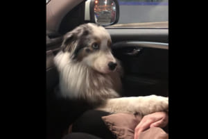 いつもみたいにナデナデして〜！車中で飼い主に甘えまくるワンコの姿に胸キュン