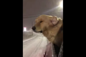 雪が大好きなワンコ。窓から顔を出して浮かべる至福の表情に癒される