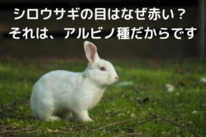 ウサギの目といったら赤い？いいえ、それはアルビノ種のシロウサギの特徴だったんです！