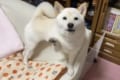 「なんで行くんだワン!」仕事に行く準備をすると猛烈な勢いで抵抗するワンコが可愛らしい!