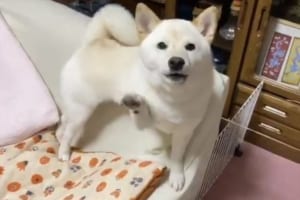 「なんで行くんだワン！」仕事に行く準備をすると猛烈な勢いで抵抗するワンコが可愛らしい！