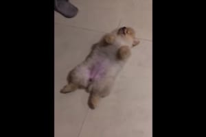 「まだ散歩したいワン！」散歩の後に気絶のフリをする演技派のワンコが可愛すぎる