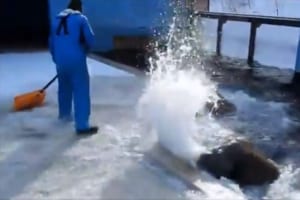 豪快に雪かきを手伝うおたる水族館のセイウチが話題に！「邪魔してるかと思ったら協力してたのね」