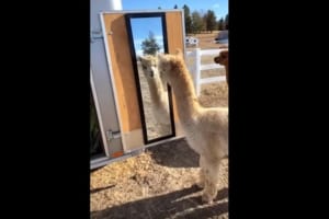 鏡に映る自分を見て不思議そうなアルパカ・・鏡の裏側を見てみたり、リアクションが可愛らしい！