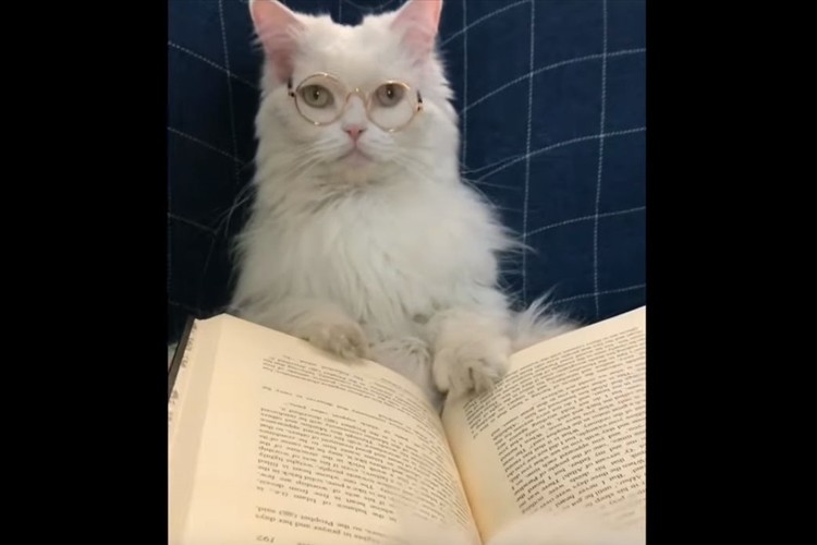 知的な雰囲気を醸し出すニャンコ。真剣に読書をしていると思いきや、やっぱり・・(笑)