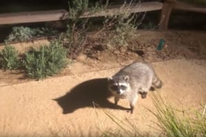 「やばい・・見つかっちゃった」アライグマの覚悟を決めたようなポーズが面白すぎる（笑）