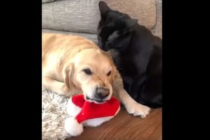 毛づくろいをしてあげるニャンコ。心地良いのかと思いきや、ワンコが見せる表情が面白すぎる（笑）