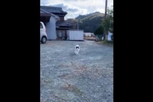 近づいてくるニャンコ・・途中で飼い主さんだと気づき、しっぽをピーン！と立てる姿が可愛い！