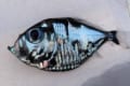 「これってなんて魚ですか?」とある漁港で取れたレアな深海魚。その姿に多くの反響の声が!!【キモコワカワ】