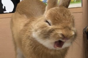 「ウサギってこんな表情もするんですね」あくびする瞬間の表情が猫っぽいと話題に！