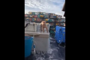 波乗り気分だワン！揺れる漁船の動きに合わせてバランスをキープするワンコが面白い