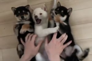 もこもこパラダイス！柴犬の仔犬たちを一斉になでる動画が話題に！「可愛さの破壊力がやばい」