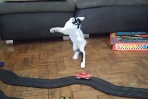 猛スピードでかっ飛ばすオモチャの車に大興奮！車を追ったり跳ねたりするニャンコが面白い！