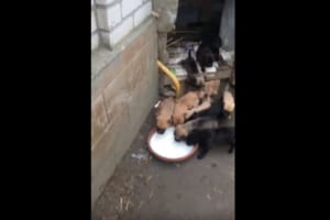 「焦りすぎたワン！」一匹のワンコが容器をめがけて豪快に回転ダイブ！ミルクまみれに（笑）