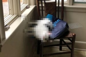 一体どうなっているんだ！？重力に逆らっているようなニャンコの写真が話題に！