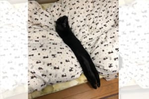 まるでウナギのよう（笑）なが～く伸びきったニャンコが面白いと話題に！