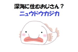 おじさんみたいな深海魚！？「ニュウドウカジカ」ってどういう魚？