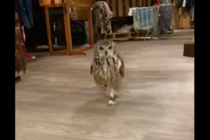 軽快なステップで歩くフクロウの姿がとにかく可愛い！スッと伸びた華奢な脚にも注目
