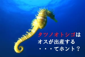 「タツノオトシゴ」はオスが出産するって本当？不思議な魚の生態をご紹介！！
