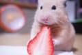 イチゴがあまりにも甘くてビックリ！驚きを隠せないハムスターの表情が可愛すぎる！