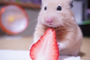 イチゴがあまりにも甘くてビックリ！驚きを隠せないハムスターの表情が可愛すぎる！