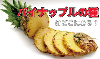 「パイナップルの種」はどこにある？そもそも種のある植物なの？