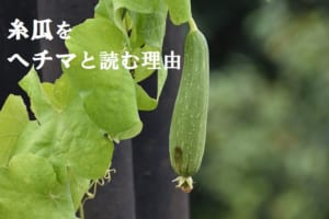 「糸瓜」の読み方がなぜヘチマ？名前の由来に感心せずにはいられない！