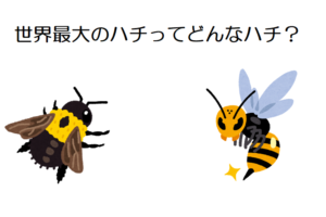 【ウォレス・ジャイアント・ビー】世界最大の蜂はオオスズメバチではなく、幻の存在といわれた蜂だった！
